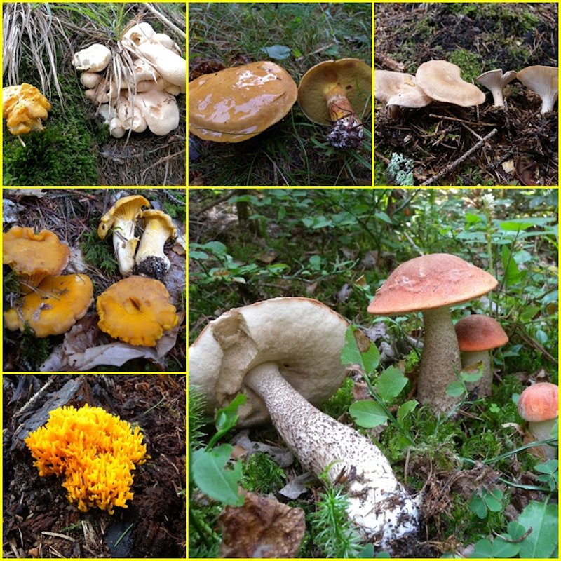 immagini dal Trentino